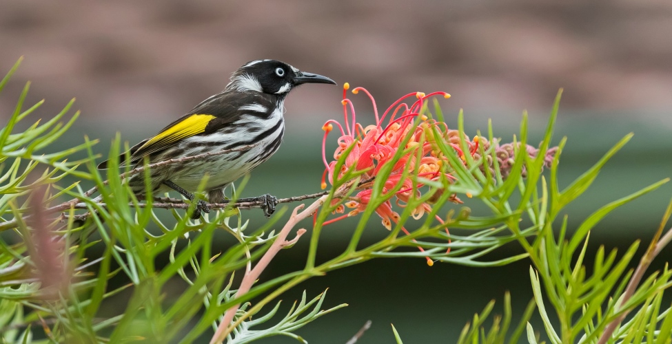  Bird sitting in a native plant
