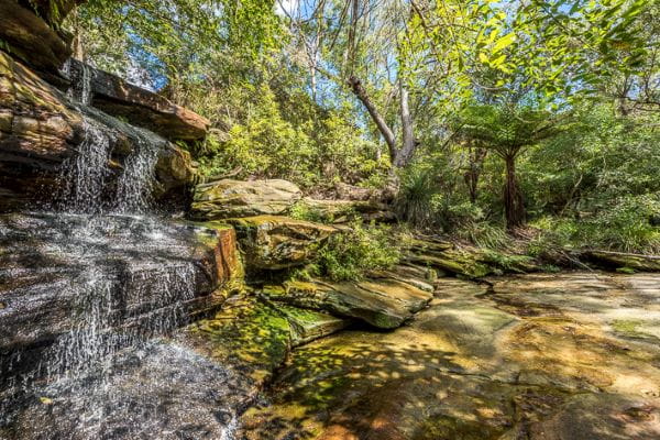 Lush bushland around a tranquil waterfall