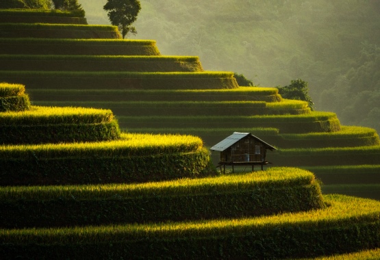 A small cabin on a terraced hill