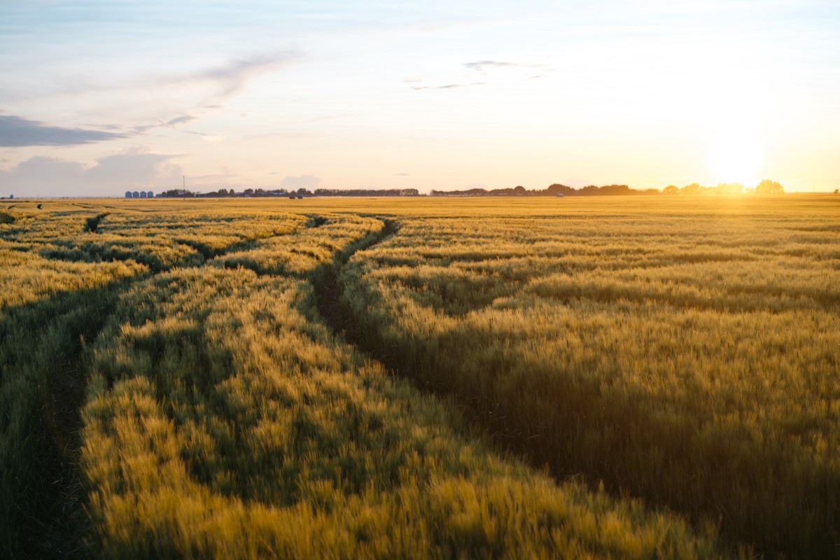 Rural fields with setting sun