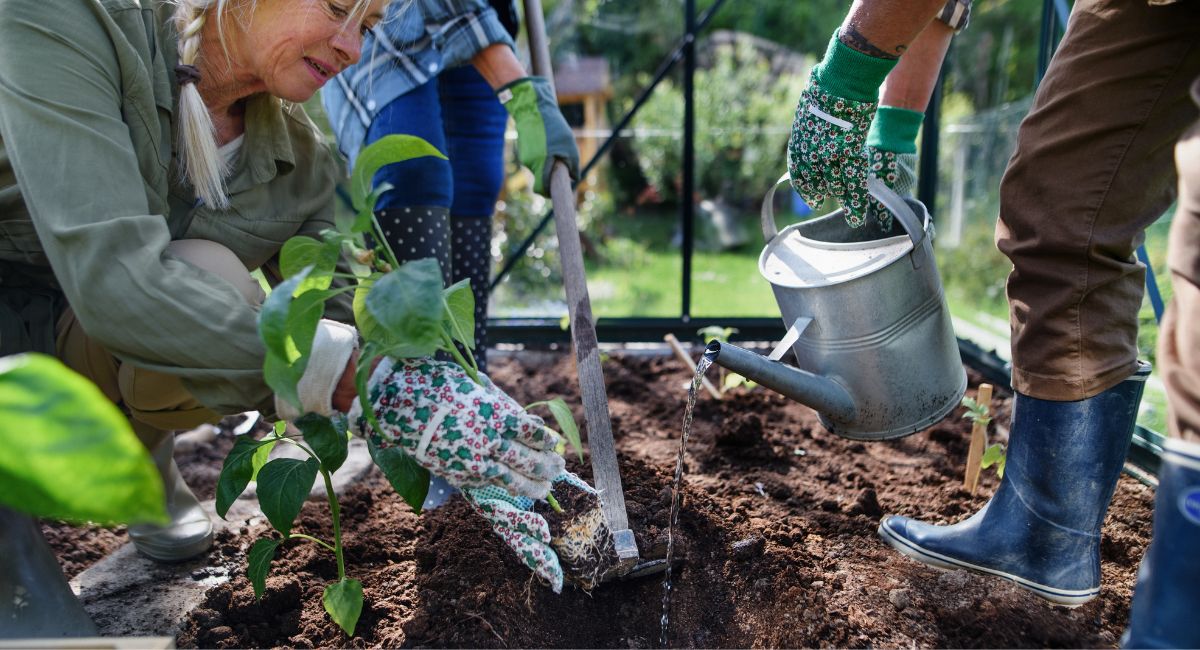 A group of people gardening
