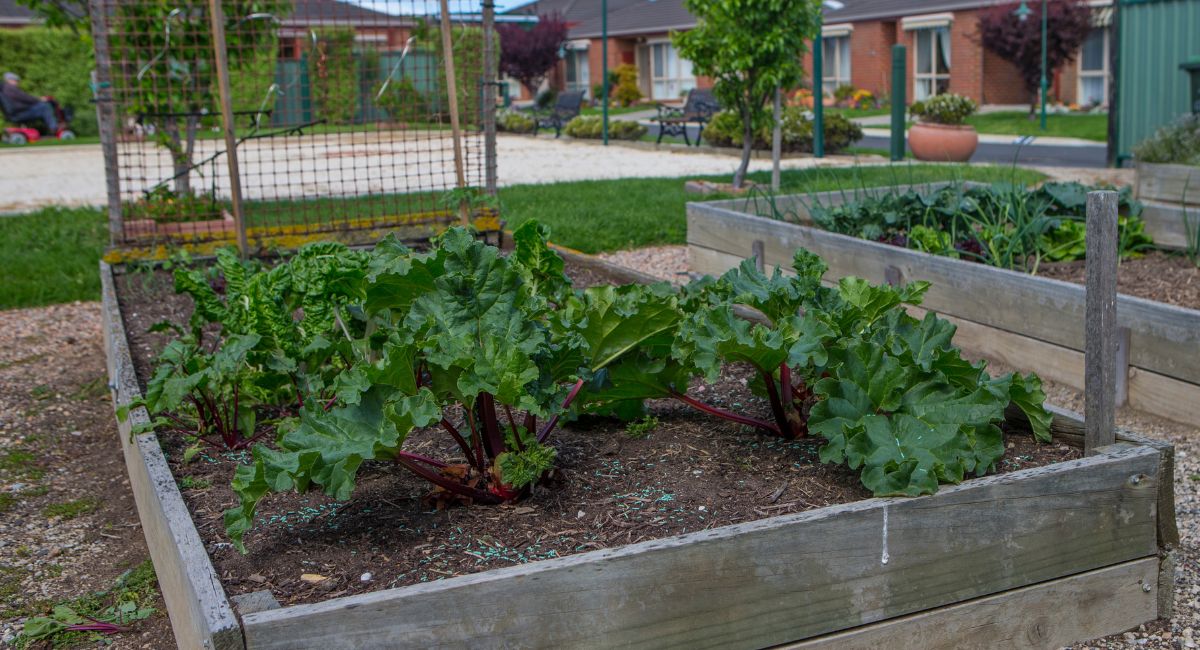 A small edible garden