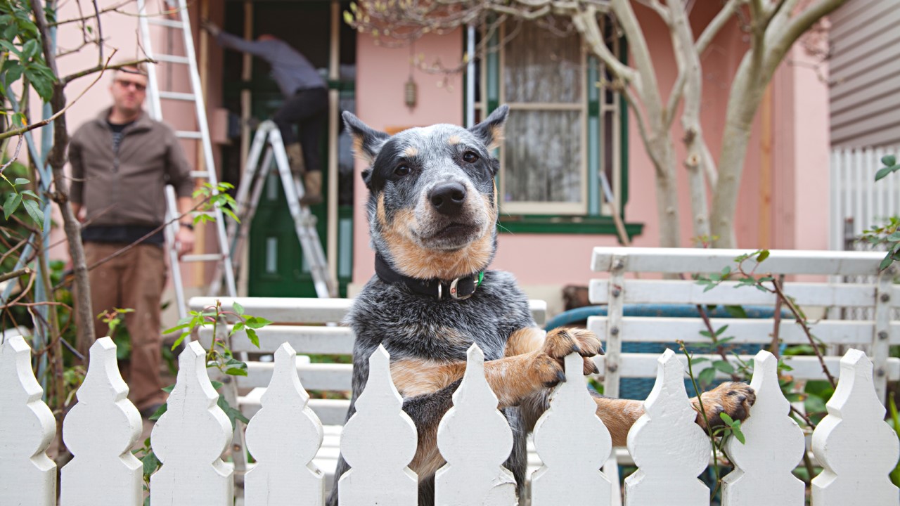 Blue heeler dog looking over picket fence