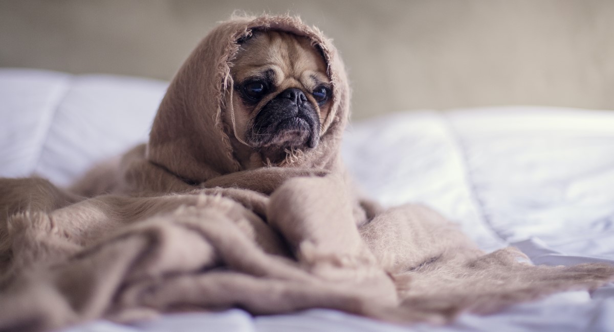 Pug dog under blanket