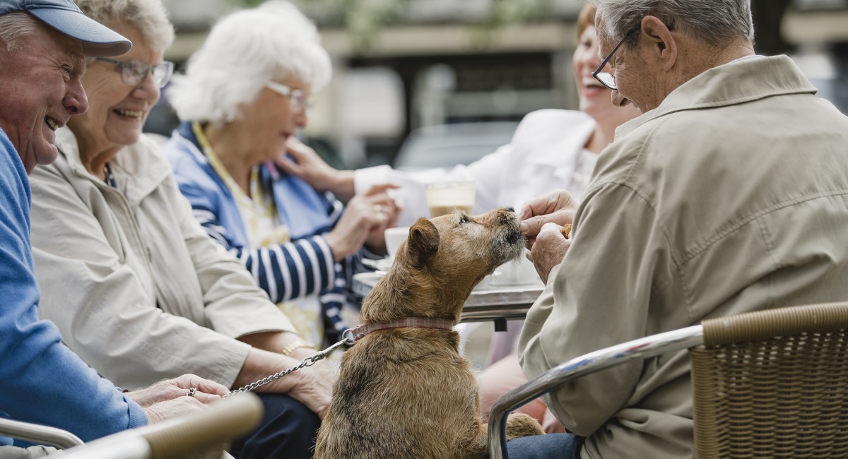 Elderly man feeding dog at dinner table