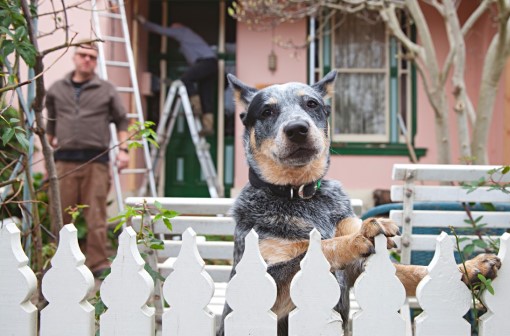 Blue heeler dog on hind legs looking over picket fence