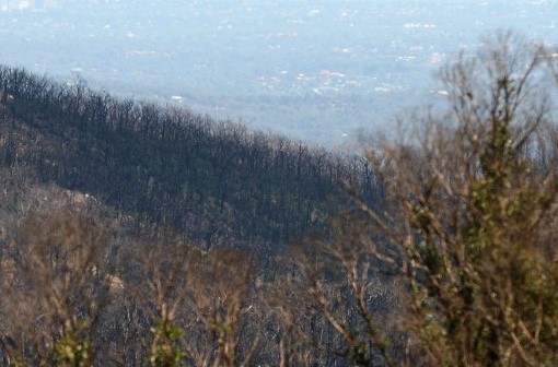 Black Saturday bushfires