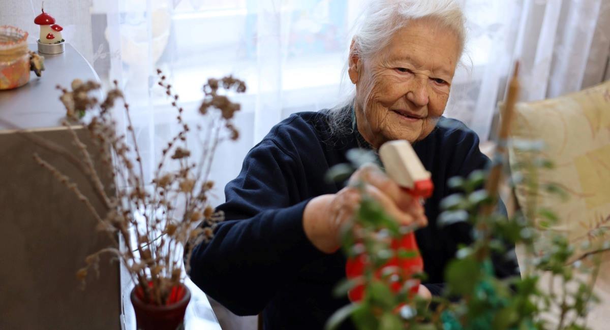 An elderly woman looking content while spraying an indoor plant