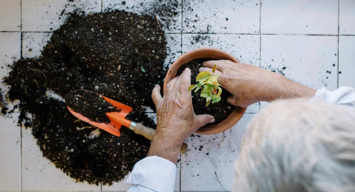 An overhead shot of an elderly person's hands in soil while potting an indoor plant